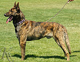 trained personal protection german shepherd dog for sale