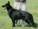 trained personal protection german shepherd dog for sale