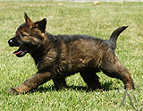 german shepherd puppy for sale