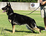 trained personal protection german shepherd dog for sale