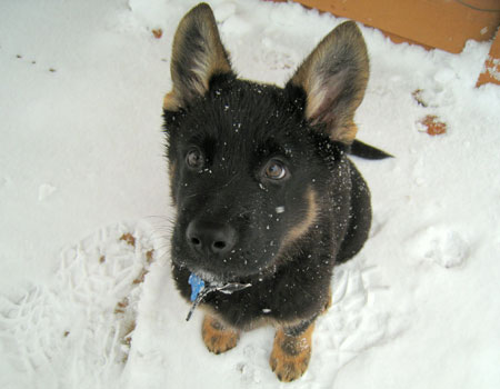 German Shepherd puppy