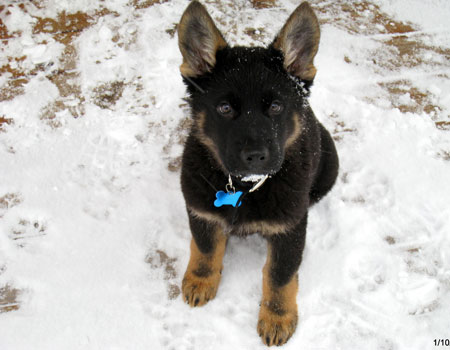 German Shepherd puppy