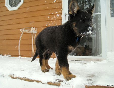 German Shepherd puppy