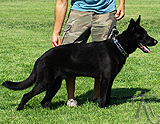 german shepherd dog