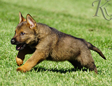 german shepherd puppy for sale