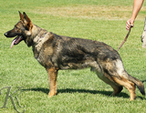 trained personal protection german shepherd dog for sale