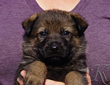 german shepherd puppy for sale