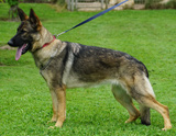 german shepherd puppy for sale