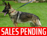 german shepherd puppy for sale