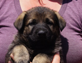 german shepherd puppy for sale