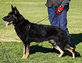 AKC registered trained personal protection german shepherd dog for sale