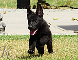 german shepherd puppy for sale