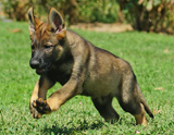 german shepherd puppy for sale