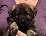 german shepherd puppy for sale