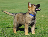 german shepherd puppy for sale