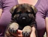 german shepherd puppy for sale