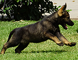 german shepherd puppy for sale