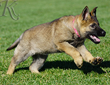 german shepherd puppy for sale