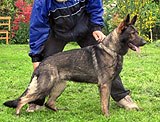 German Shepherd female Eliska