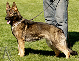 german shepherd dog