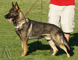 trained German Shepherd  dog for sale