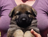 german shepherd puppy for sale