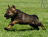 german shepherd puppy for sale