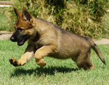 german shepherd puppy for sale