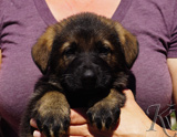 german shepherd puppy for sale