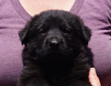 german shepherd puppy for sale