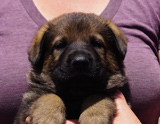 german shepherd puppy for sale