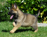 german shepherd puppy for sale