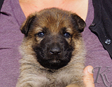 german shepherd puppy for sale