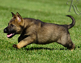 german shepherd puppy for sale