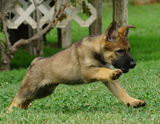 german shepherd puppy for sale