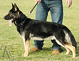 trained personal protection german shepherd dog for sale