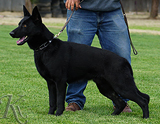 trained personal protection german shepherd dog for sale