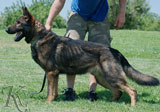 trained German Shepherd  dog for sale