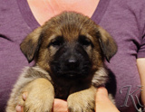 german shepherd puppy for sale