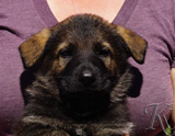 german shepherd puppy for sale