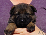 german shepherd puppy for sale