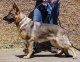 german shepherd puppy for sale