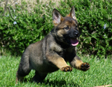 german shepherd puppy for sale