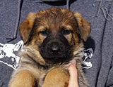 german shepherd puppy for sale