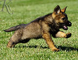 german shepherd puppy for sale