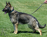 german shepherd dog breeding female