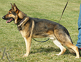 german shepherd dog