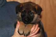 german shepherd  puppy Flora