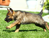 german shepherd puppies for sale