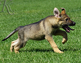 german shepherd puppy for sale